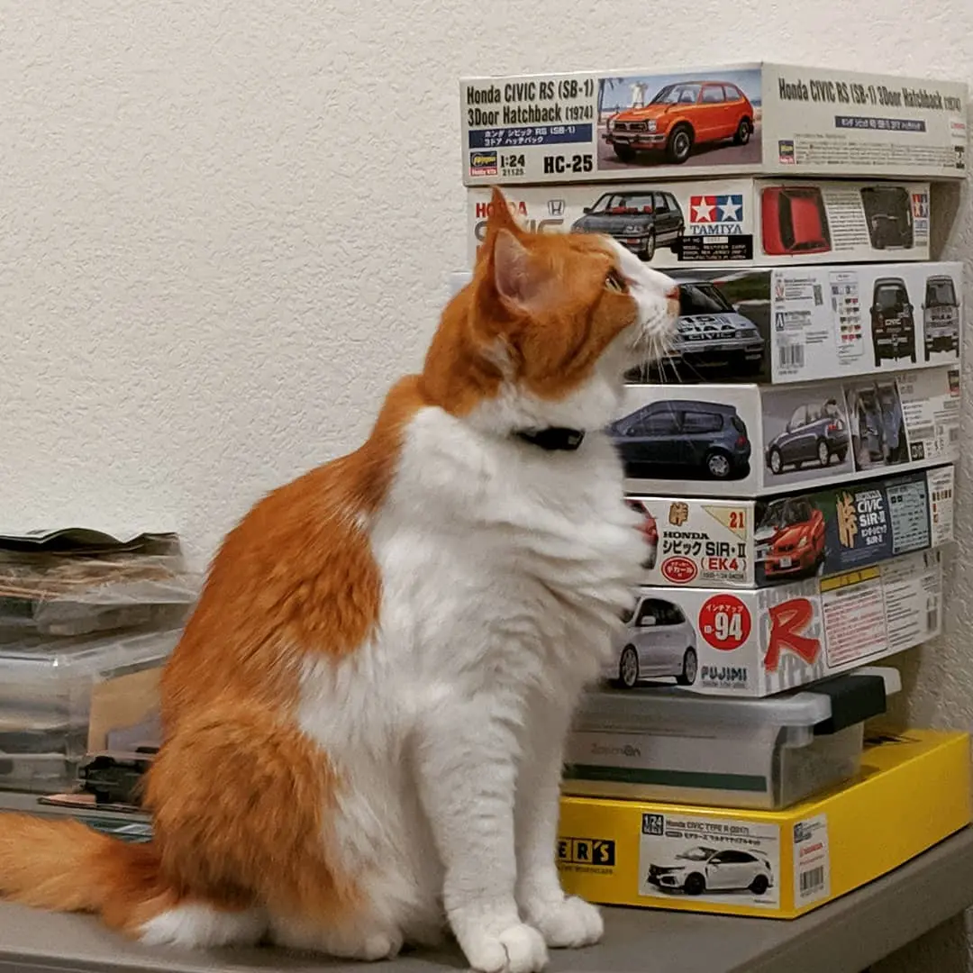 A fluffy orange and white cat inspects a collection of model kits.